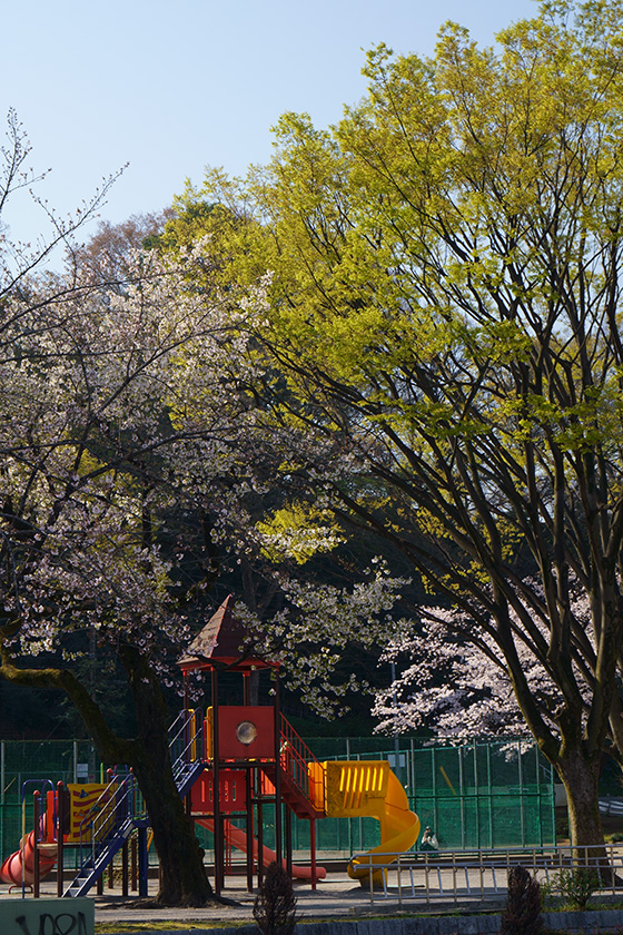 遊具と桜