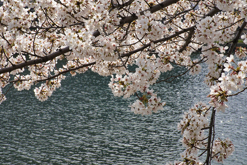 川面に桜