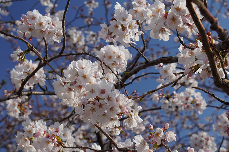 満開の桜