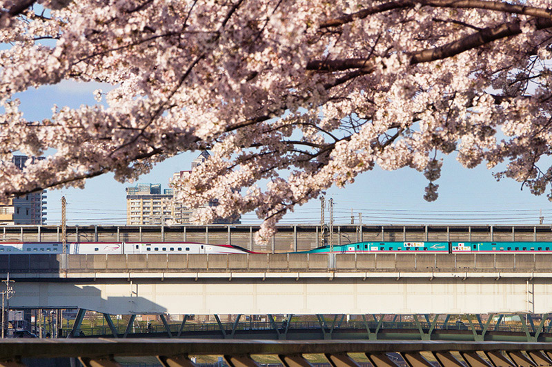 桜と新幹線