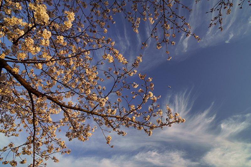 朝日を浴びる桜と筋雲