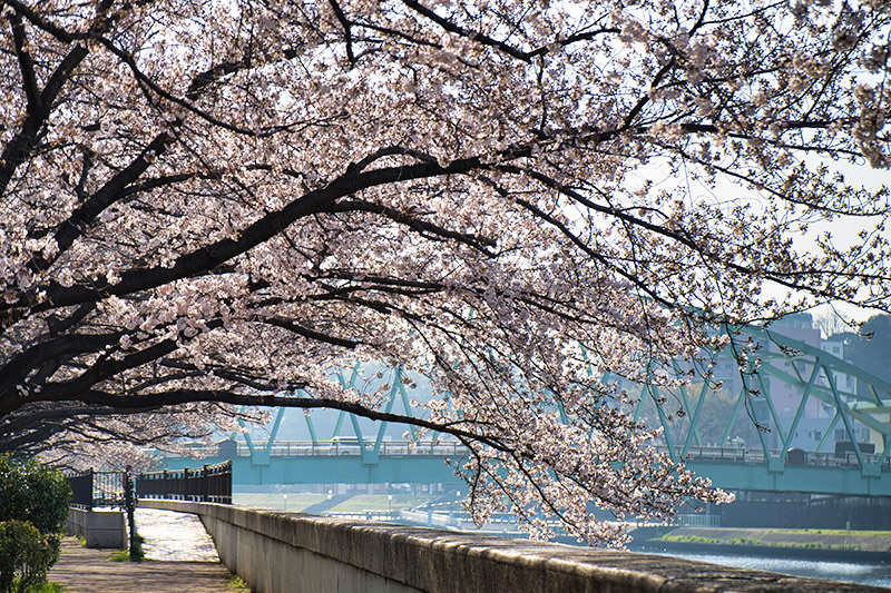 川辺の桜