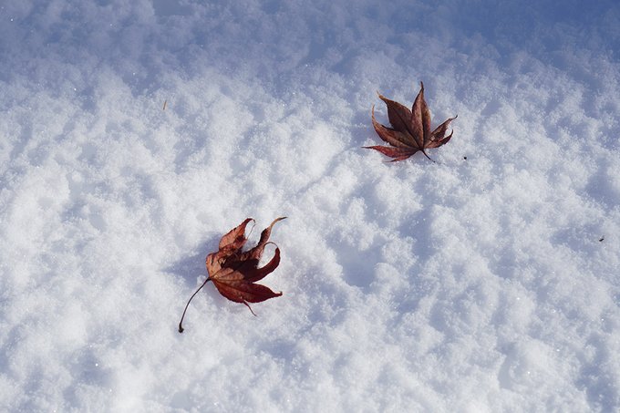 雪に紅葉