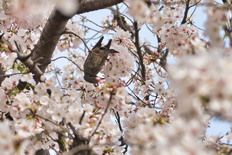 桜とヒヨドリ