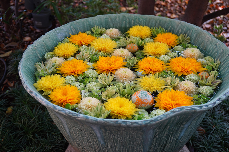 ビタミンカラーの花手水