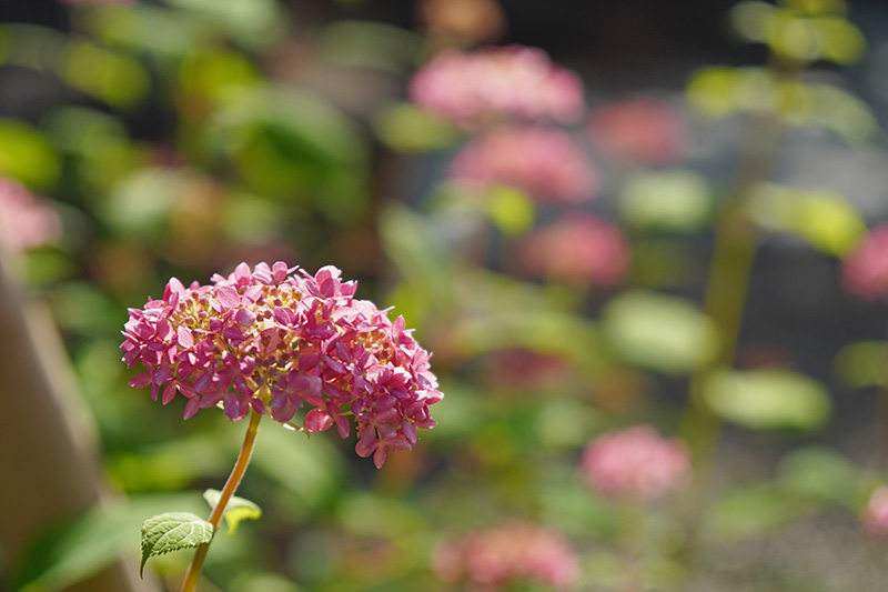 ミニ紫陽花？