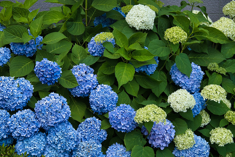塀を埋め尽くす紫陽花