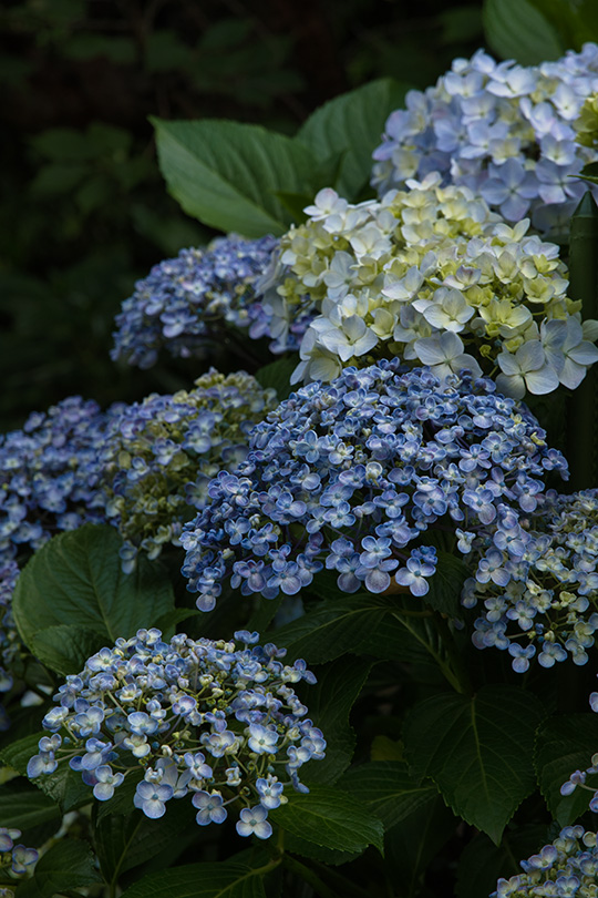 泡立つような小さな紫陽花