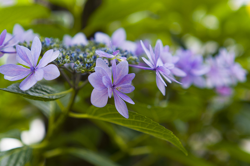 八重咲きのガクアジサイ
