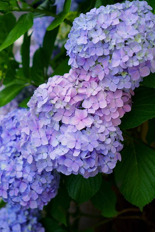 青赤紫陽花