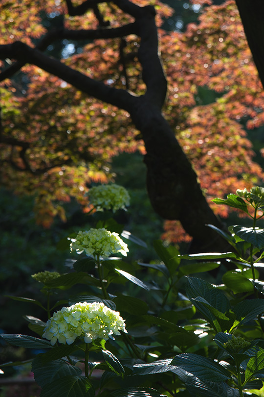 もみじと紫陽花