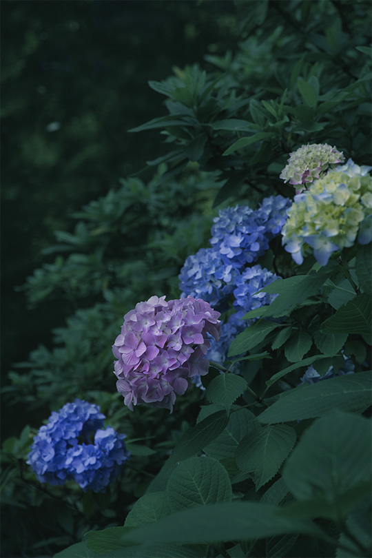 林の中のあじさい