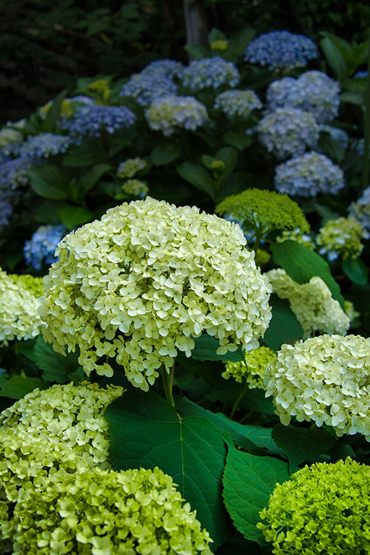アナベルと青い紫陽花