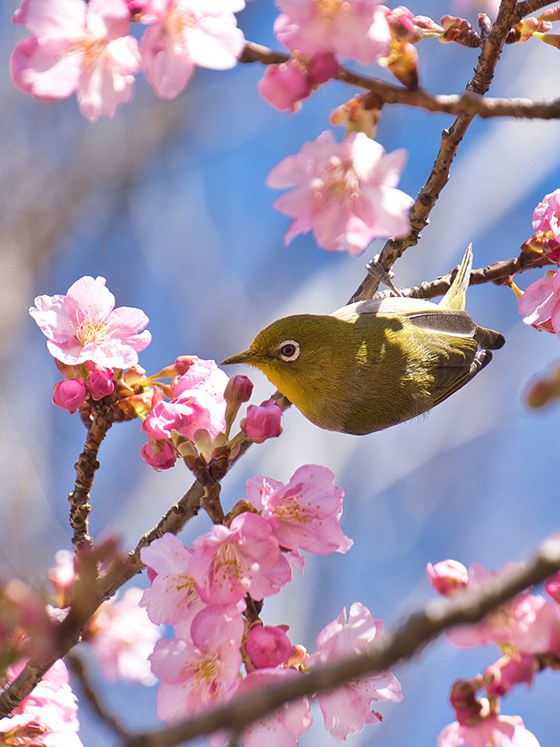 河津桜にメジロ