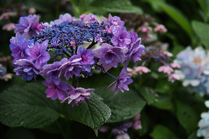 紫陽花