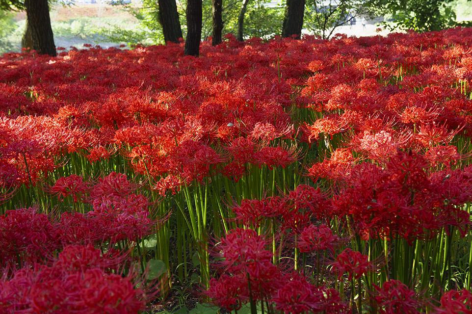 群生する曼珠沙華