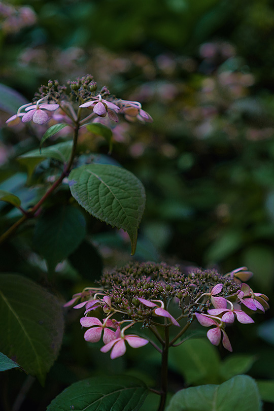 枯れ紫陽花二輪