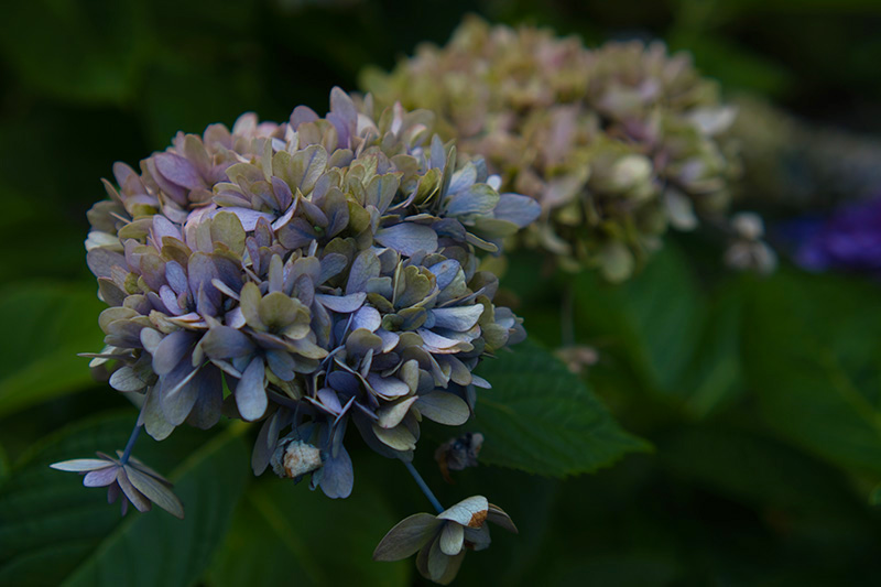 青い枯れ紫陽花