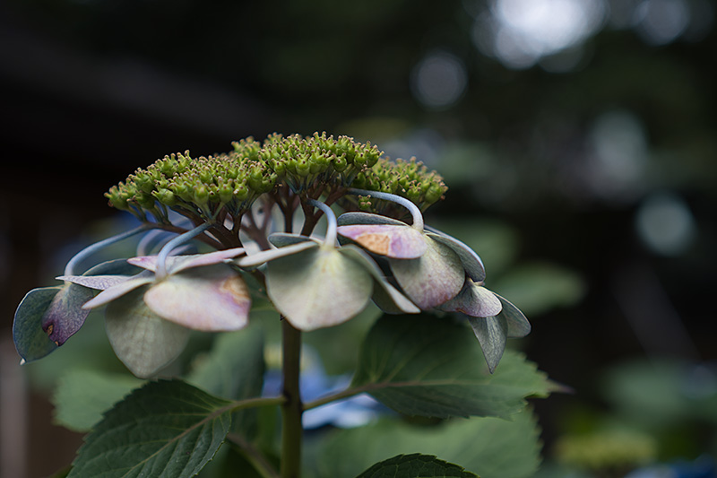 光に向かう枯れ紫陽花