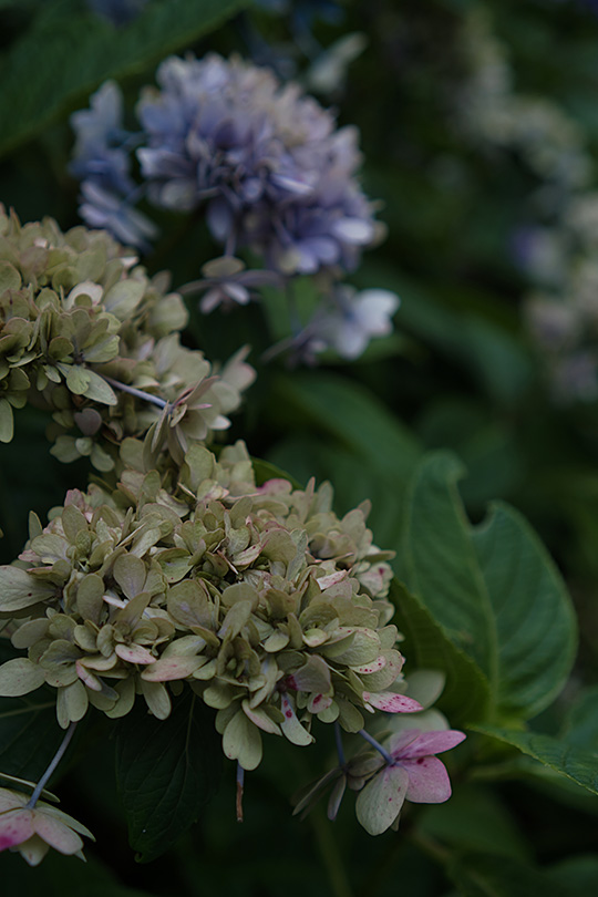 枯れた紫陽花