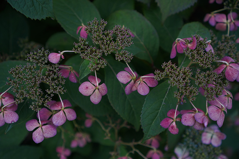 紫陽花小径にて