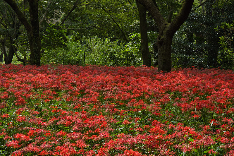 野川公園 自然観察園の彼岸花 曼珠沙華 が見頃でした Sunsun Fineな日々