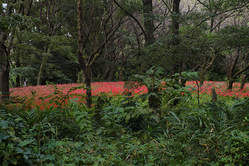 野川公園・自然観察園で