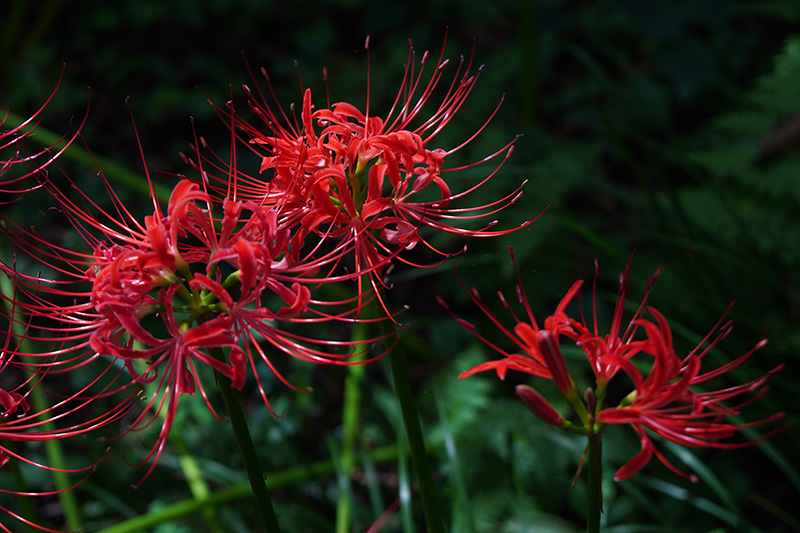 見頃の曼珠沙華