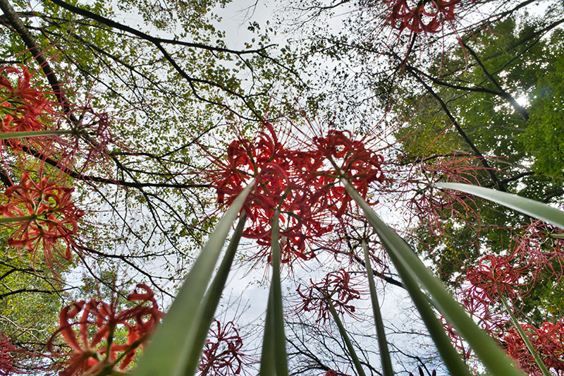 彼岸花を見上げる