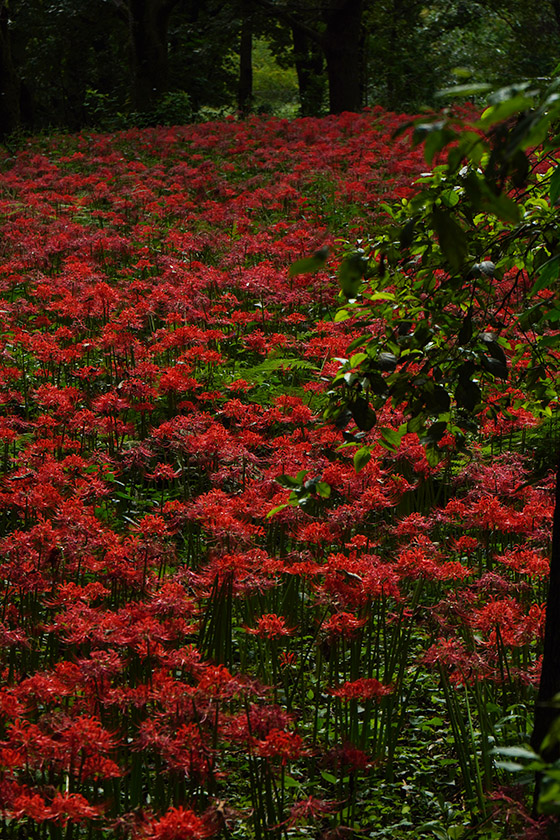 色鮮やかな一角
