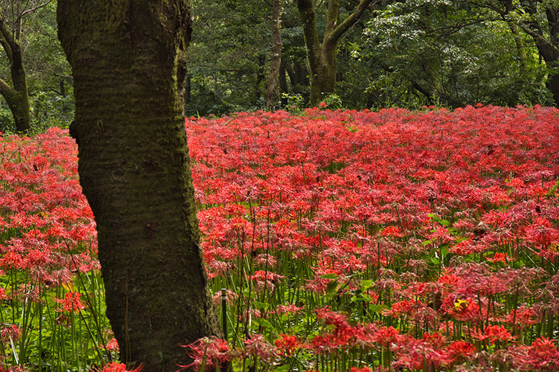野川公園のhiganbana群落
