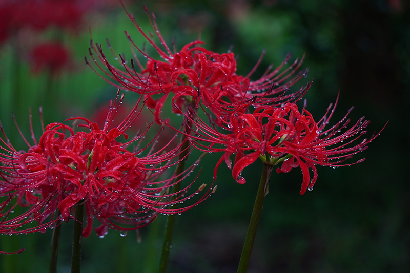 雨に濡れた曼珠沙華