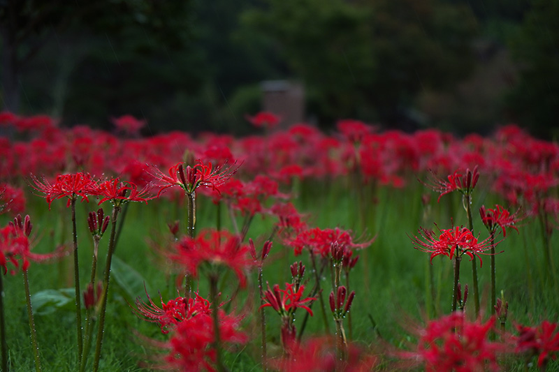 比較的花が残っていたところ