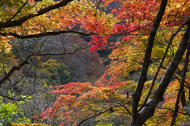 紅葉の山懐
