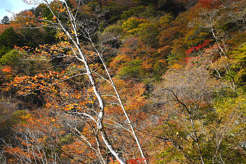 f:id:sunsun_fine:20211113220421j:plain