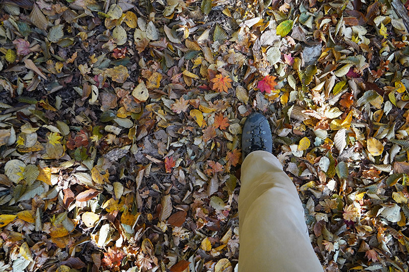 落ち葉を踏みしめて