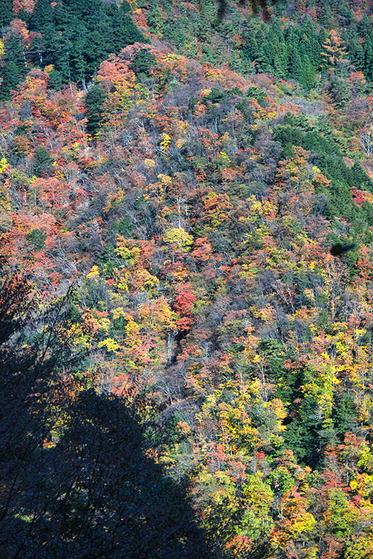赤指尾根の紅葉
