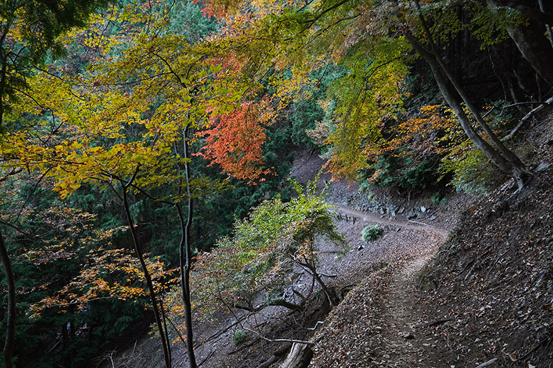 下りの登山道
