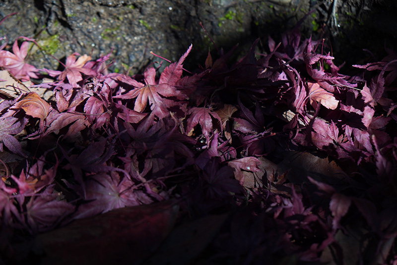 落葉したもみじ