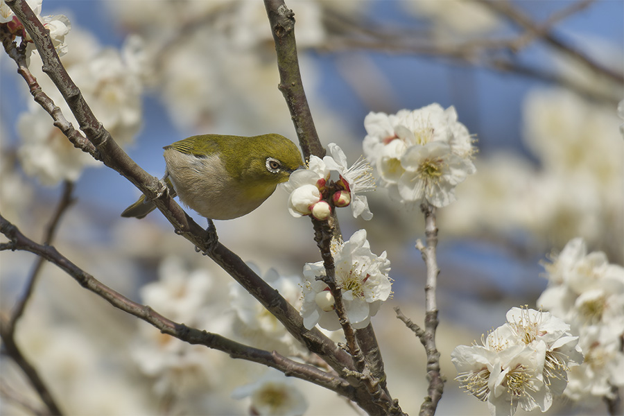 蜜を吸うメジロ