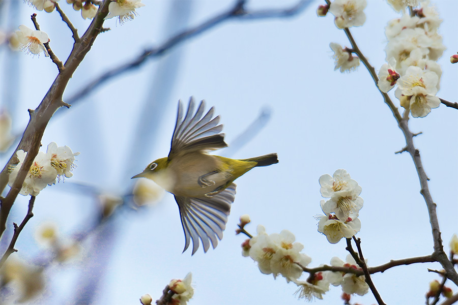 飛ぶメジロ