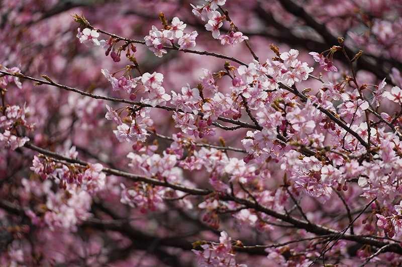 河津桜