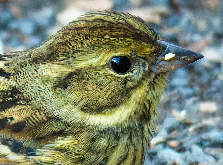 アオジ♀