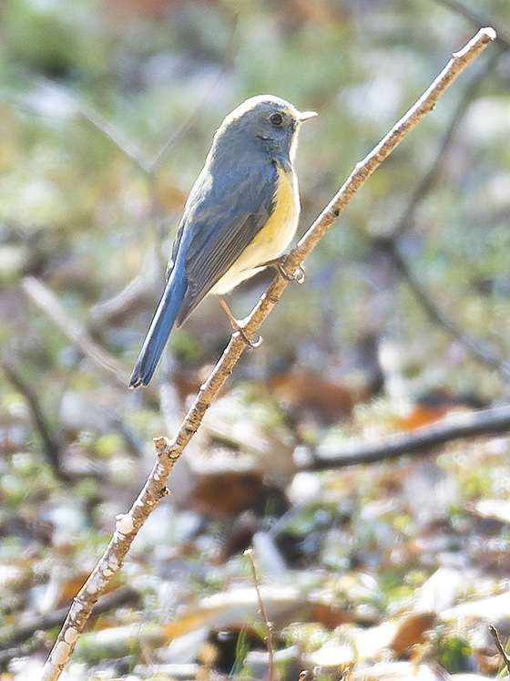 幸せの青い鳥