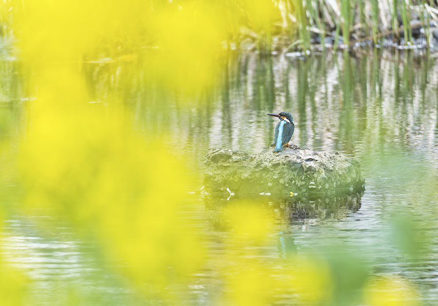 菜の花とカワセミ