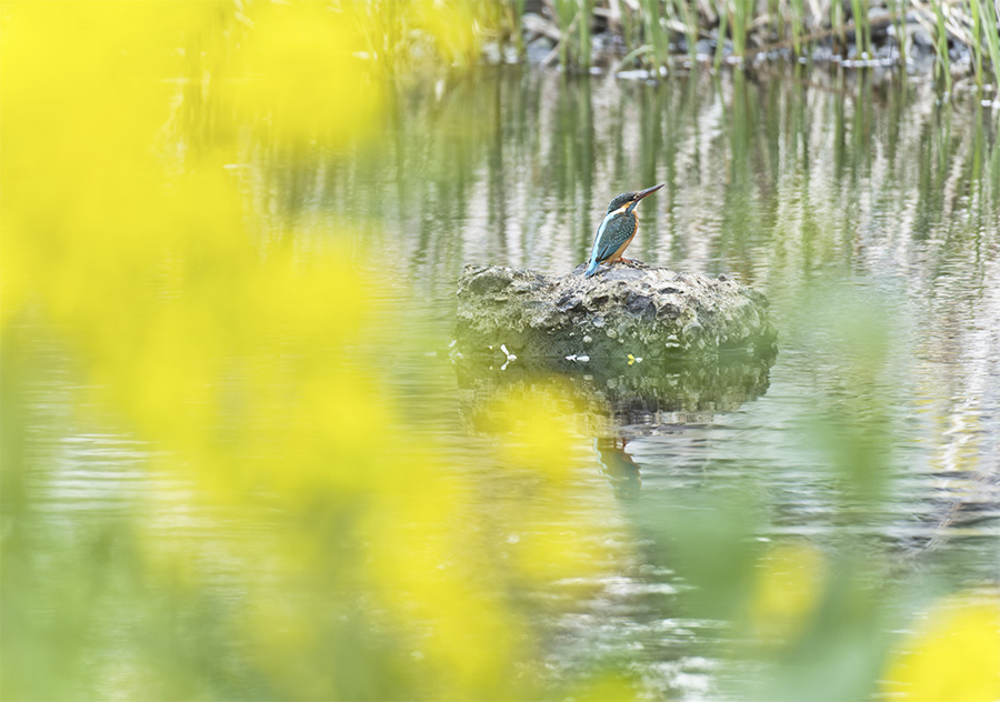 菜の花とカワセミ