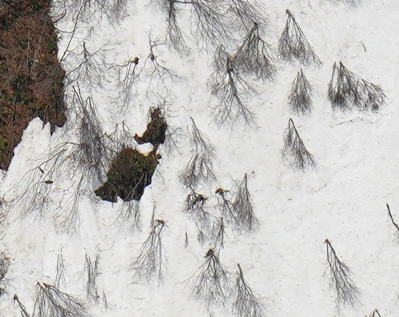 滝の周りの木々