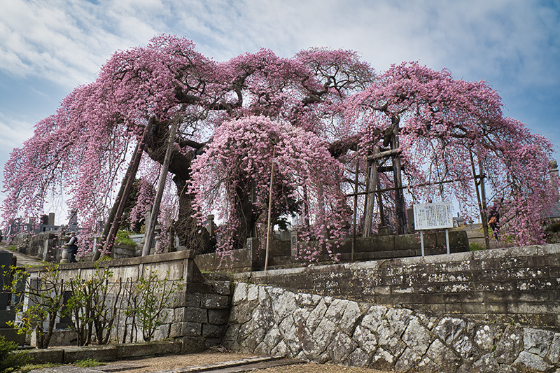 日輪寺のしだれ桜