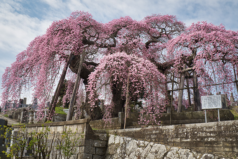 日輪寺のしだれ桜