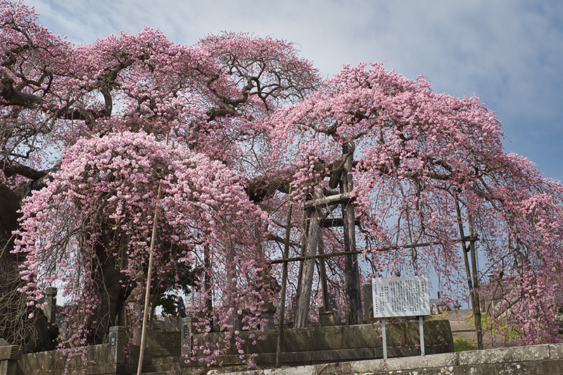 青空と紅桜